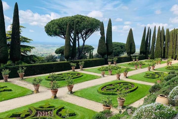 a green plant in a garden